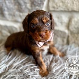 Valentine - Chocolate male Cavapoo puppy in Natural Bridge, Virginia from Padgetts Hill Puppies