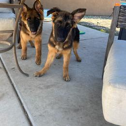 German Shepherd Puppies from Zwinger Vom Greifjäger