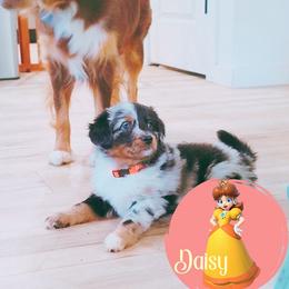 Miniature Australian Shepherd Puppies from Wonderland Aussies