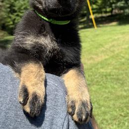 Panter Lime Male - Bi-color male German Shepherd puppy in Buffalo, West Virginia from Z Tykev Vino LLC