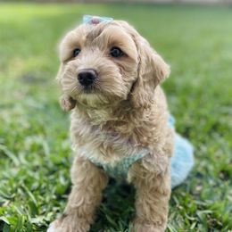 Cavapoo and Cockapoo Puppies from Benji’s Cockapoos
