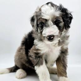 Crawford - Blue merle male Aussiedoodle puppy in Lancaster, Minnesota from Wilson Cattle Co.