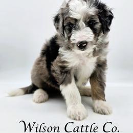 Crawford - Blue merle male Aussiedoodle puppy in Lancaster, Minnesota from Wilson Cattle Co.