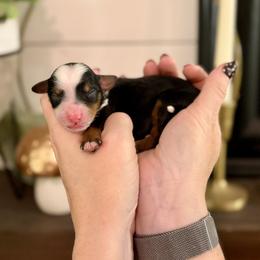 Ruby- red collar - Tri-color female Bernedoodle puppy in Salt Lake County, Utah from Coco Avenue Pups
