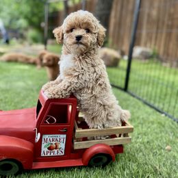 Goldendoodle Puppies from Ohana Doodles