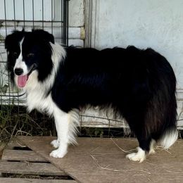 Seal - Border Collie