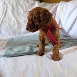 Penelope - Red  female Poodle puppy in Colerain, North Carolina from Lisa's Poodles