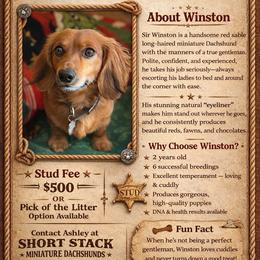 Winston - Dachshund