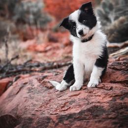 Border Collie and Maremma Sheepdog Puppies from 2J 2K Border Collies