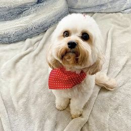 Mei Li - Cavapoo