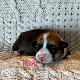 Hilda - Red female Pembroke Welsh Corgi puppy in Creston, Iowa from GSF Pembroke Welsh Corgis