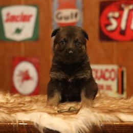Vasko - Sable male German Shepherd puppy in Philippi, West Virginia from Vom Haus Highlands