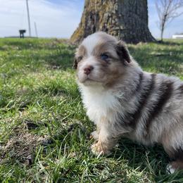 Nacho - Red merle male Miniature Australian Shepherd puppy in Bethany, Illinois from Rachel at Marrowbone Creek Aussies