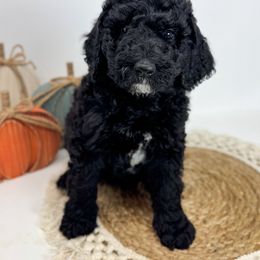 Mr Perkins - Black male Goldendoodle puppy in Fletcher, North Carolina from Cane Creek Goldendoodles