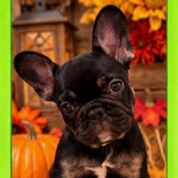 Ona - Black and tan female French Bulldog puppy in Conroe, Texas from SFLK