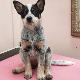 Australian Cattle Dog Puppies from Indigojos Australian Cattle Dogs