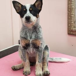Australian Cattle Dog Puppies from Indigojos Australian Cattle Dogs