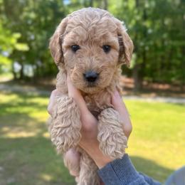 Pearl - Apricot female Goldendoodle puppy in Kenansville, North Carolina from J+A Family Doodles