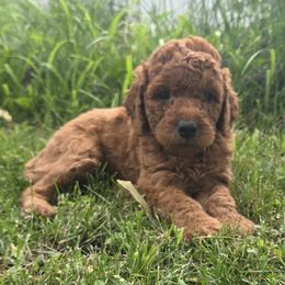 Daisy - Red female Labradoodle puppy in Clinton, Ohio from P&L Doodles