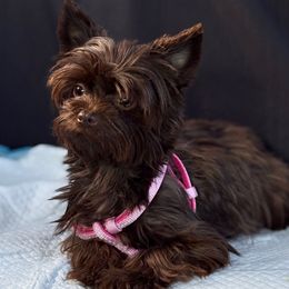 Meena - Yorkshire Terrier