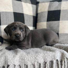 Electra - Black female Labrador Retriever puppy in Eugene, Oregon from McKenzie Reign Labradors