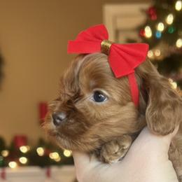 Autumn - Red female Cockapoo puppy in 77304, Texas from Little Valley Puppies