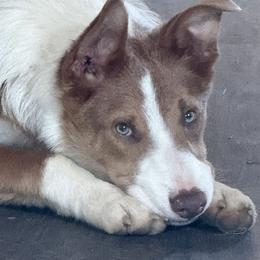 Border Collie Puppies from Collie Wood Hills