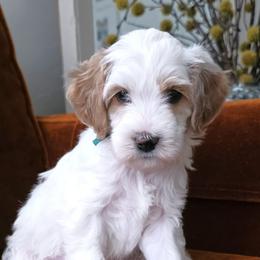 Mr Green - Parti male Goldendoodle puppy in Saratoga Springs, Utah from Serene Canyon Doodles