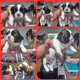 Boy 5 - Tricolor male Shih Tzu puppy in Houston, Texas from Shih Tzu Houston