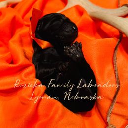 Black male 5 - Black male Labrador Retriever puppy in Lyman, Nebraska from Ruzicka Family Labradors LLC