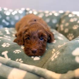 Ash - Caramel red male Australian Labradoodle puppy in Summerfield, North Carolina from Four Oaks Labradoodles
