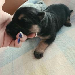 Girl 3 - Black and tan female German Shepherd puppy in Leon, West Virginia from Heart2Heart Kennels