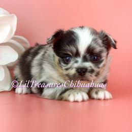 Phineas - Merle male Chihuahua puppy in Anderson, South Carolina from Lil Treasures Chihuahuas
