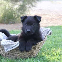 German Shepherd Puppies from Lone Cone Kennels