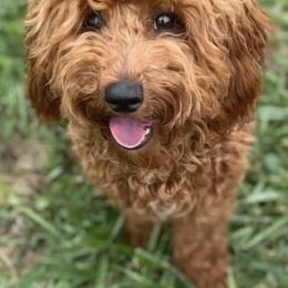 Cavalier King Charles Spaniels, Cavapoos, and Poodles from Show Me Poodles Doodles and Cavaliers