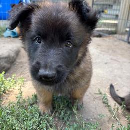 Teal - Mahogany and black male Belgian Tervuren puppy in Merrill, Michigan from Reves Vifs Belgian Shepherds