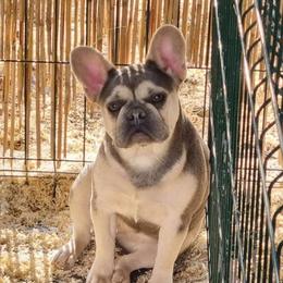 Anna - French Bulldog