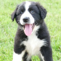 Boy 4 - Bennie - Black and white male English Shepherd puppy in California, Missouri from Oerly's English Shepherds