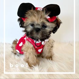 Shih Tzu Puppies from Arizona Sunrise Shih Tzus