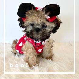 Shih Tzu Puppies from Arizona Sunrise Shih Tzus