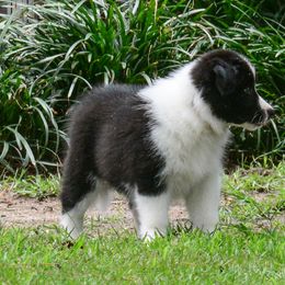 Border Collie Puppies from Shorewind Border Collies