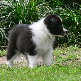 Border Collie Puppies from Shorewind Border Collies
