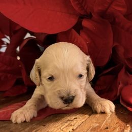 Green boy - male Goldendoodle puppy in Covington, Louisiana from MyKy Puppies