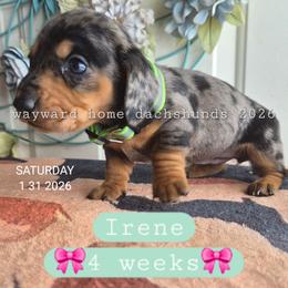 Irene - Dapple female Dachshund puppy in Harrodsburg, Kentucky from Wayward Home Dachshunds