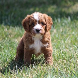 Cavapoo, Poodle, and Springerdoodle Puppies from Sugarland Puppies