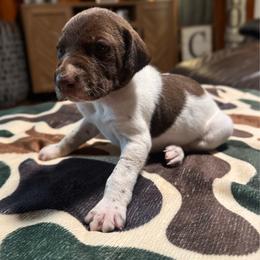 Fir - Liver and white male German Shorthaired Pointer puppy in Georgia from CMC Farms