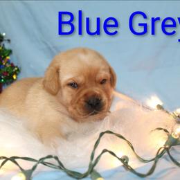 Blue grey - Yellow male Labrador Retriever puppy in Parma, Idaho from Campbell Valley Labradors