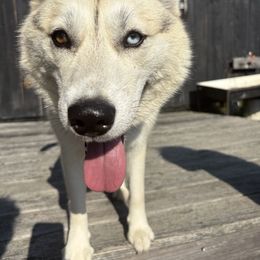 ASPEN - Sable and white female Siberian Husky puppy in York, Maine from Maine Coast Huskies