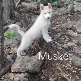 Musket - Red and white male Siberian Husky puppy in Stanhope, New Jersey from Shimmermint Siberians