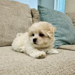 Mylo - Cream male Maltipoo puppy in San Jose, California from Maine's Maltipoos